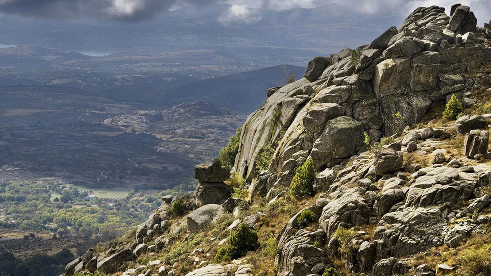 Forest Trees Whisky Dyc